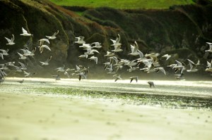 Mouettes 05 10 2013 010 web